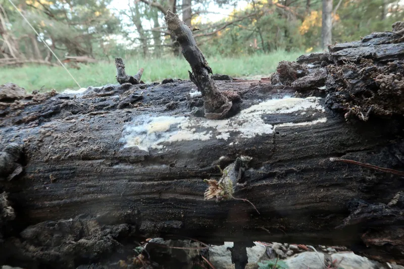 Costantinella terrestris 1 - IMG_9849